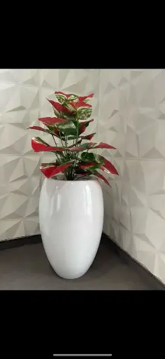 Taro plant