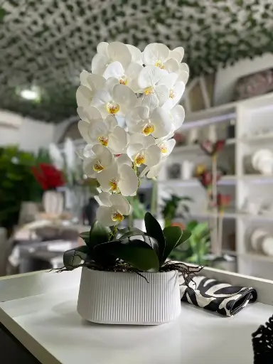 Big Potted Orchid