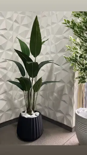 MRFicus Plant